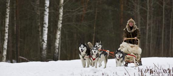 Dog sledging with huskies in the snowy Estonian forest.
