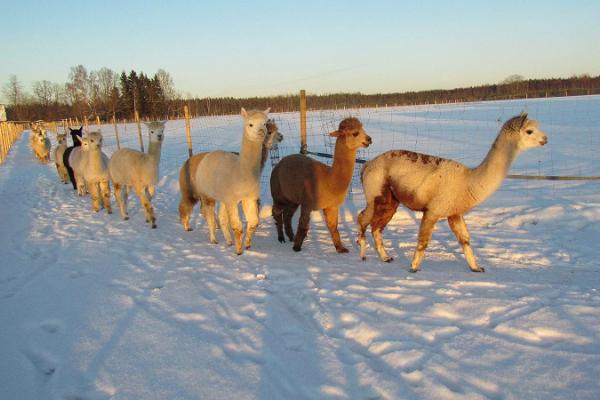 Alpakafarm - die größte Alpakazucht in Estland!