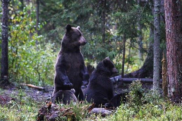 Brown Bears, The Elk Mating Game and Bird Migration