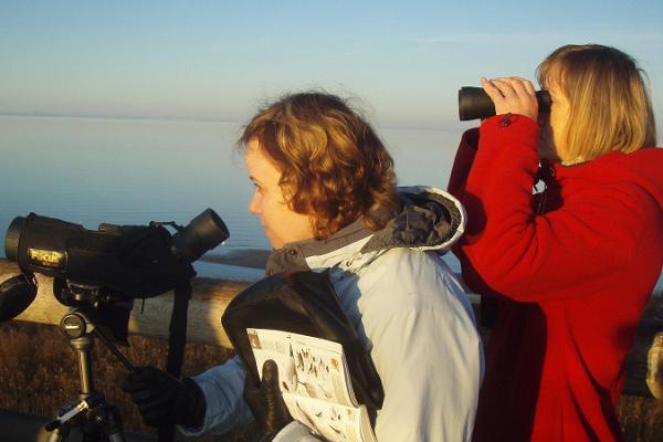 Seikle Vabaks birdwatching on the north coast of Pärnu Bay