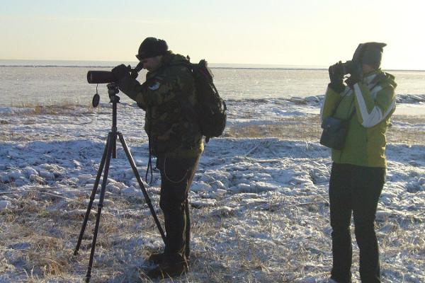 Seikle Vabaks fågelskådning på norra kusten av Pärnuviken