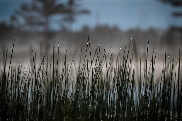 Päiväretki Pohjois-Viron luontoon