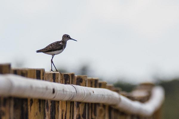 Päevane linnuvaatlusretk Lääne-Eestisse