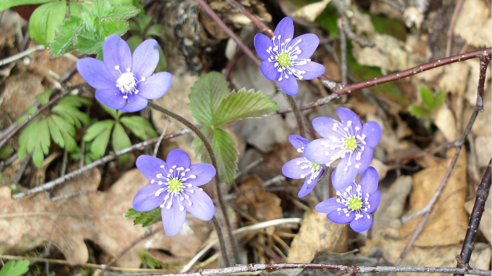 Health tracks and nature trail in Saareküla