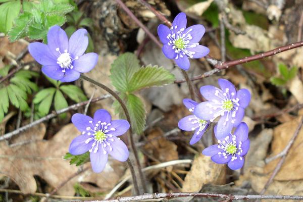 Saarte Terviserajad, Naturpfad Saareküla