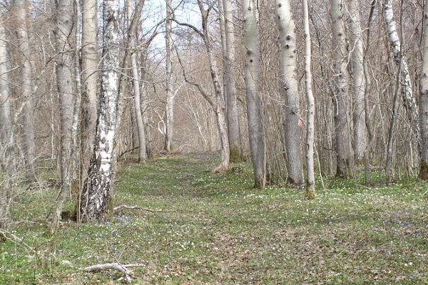 Островные тропы здоровья, Саарекюлаская природная тропа