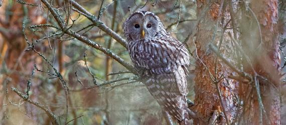 Diverse species of birds can be found in Estonia. 