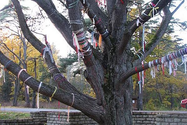 Shishkin's pinetree (Meriküla pinetree)