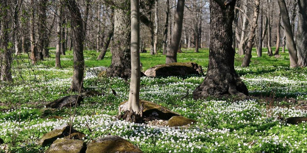 Veselīgs ēdiens no dabas pavasarī, Visit Estonia