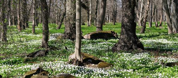 Veselīgs ēdiens no dabas pavasarī, Visit Estonia