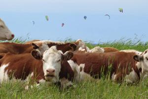Observation towers and cows on the Pärnu coastal meadow
