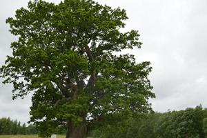Tamme-Lauri oak - Estonia