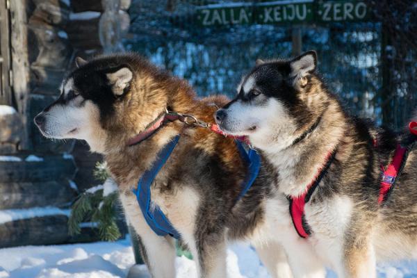 Huskypark – a sled dog tourist farm welcomes you!
