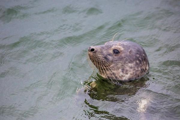Наблюдение за тюленями на архипелаге Малузи