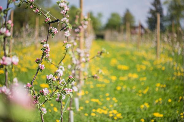 Jaanihanso CiderHouse – a special seminar location in the midst of apple trees