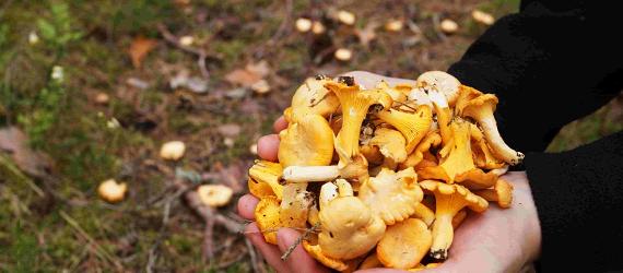 Mushrooms like chanterelles can be foraged in Estonia