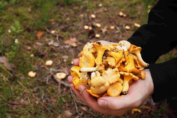 Mushrooms like chanterelles can be foraged in Estonia