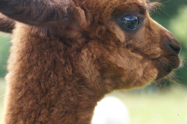 Alpakakasvatustalu Wile Alpaca Farm