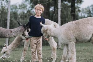 Alpackagården Wile Alpaca Farm