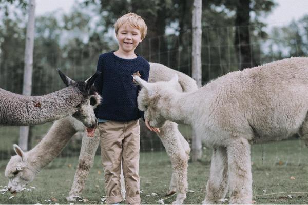 Alpakkatila Wile Alpaca Farm