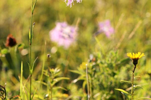 Kiirpaadiga sõit Väike-Pakri saarele