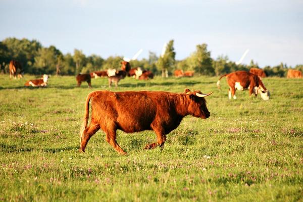 Brauciens ar ātrlaivu uz Mazo Pakri (Väike-Pakri) salu