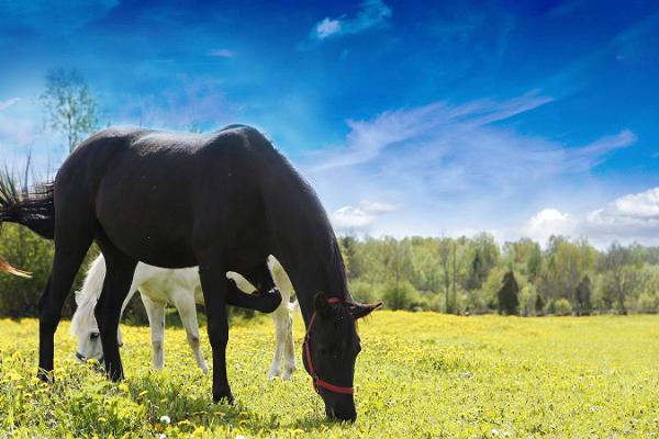 Wanderreiten am Pferdestall von Juurimaa