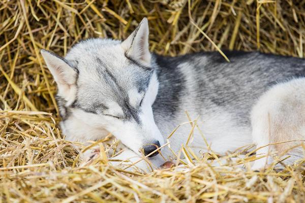Schlittenhund-Tourismusbauernhof Huskypark – wir erwarten Sie zu Besuch!