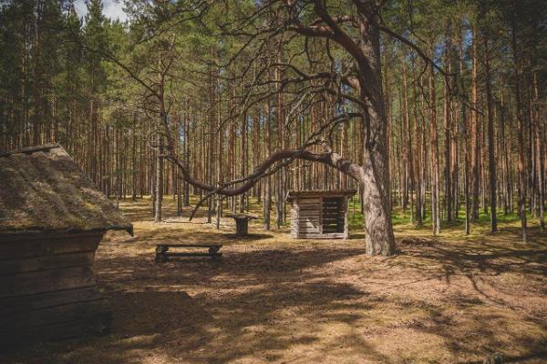 Mountain bike trails in the pine forests of Jõulumäe Sports and Recreation Centre