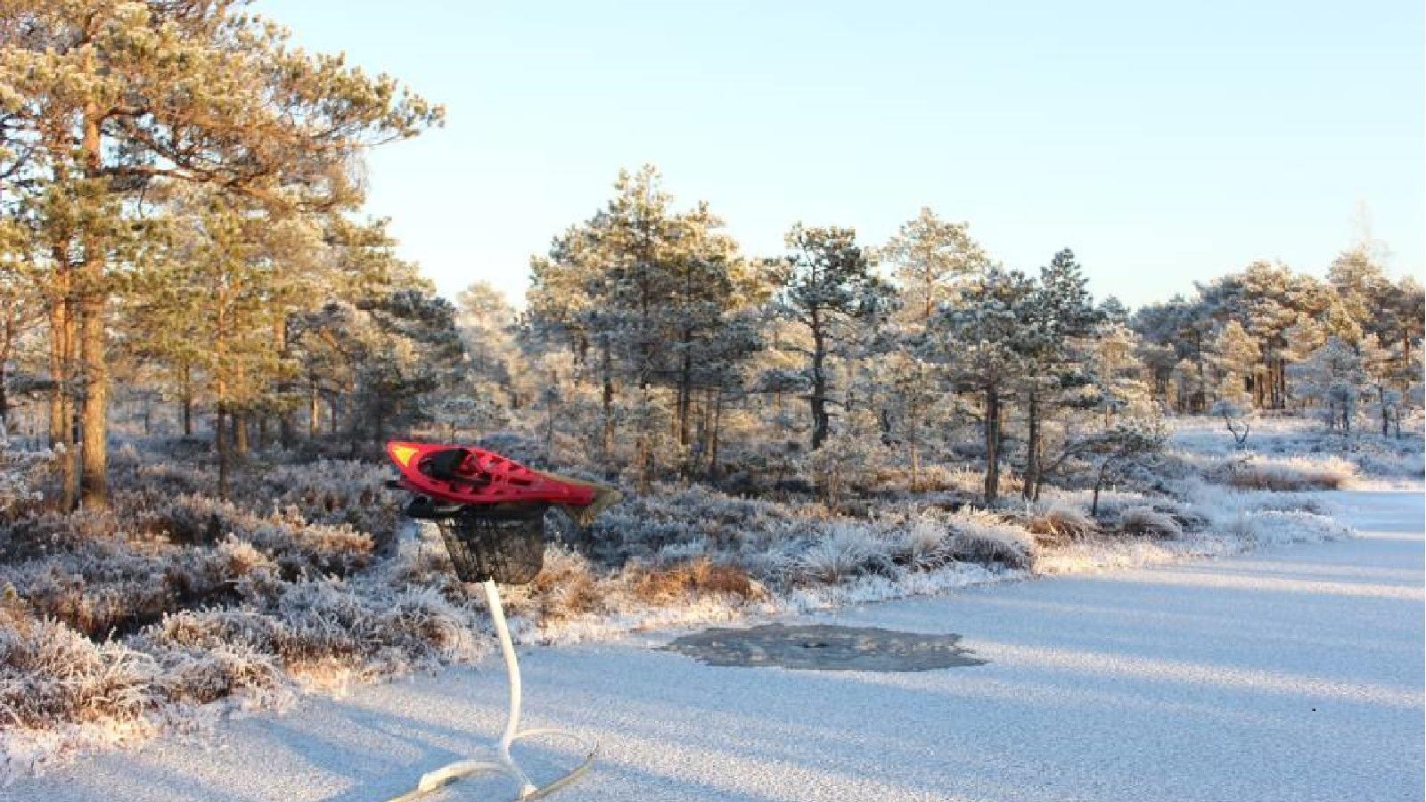 Kicksledge hike on the bog ponds and bog lake of Rubina swamp - pilt