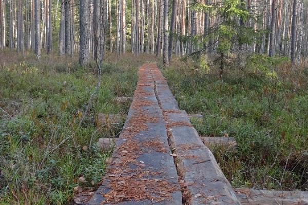 Naturlehrpfad im Urwald Järvselja