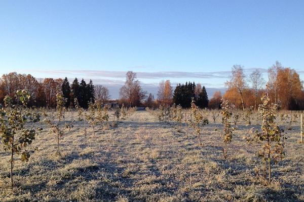 Besök till Piesta Kuusikaru äppelgård