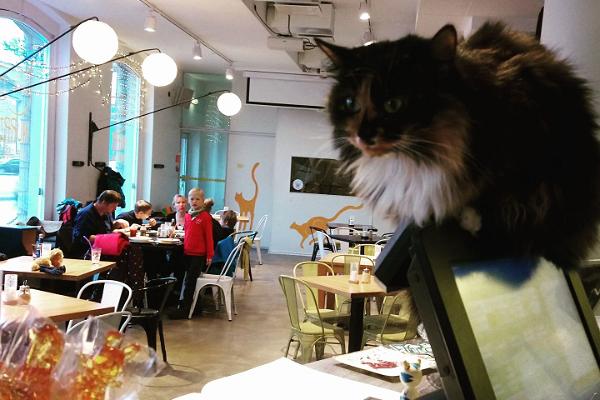 Katzencafé Nurri