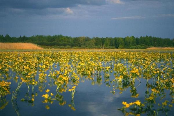 Alam-Pedja Nature Reserve and Ilmatsalu fish ponds