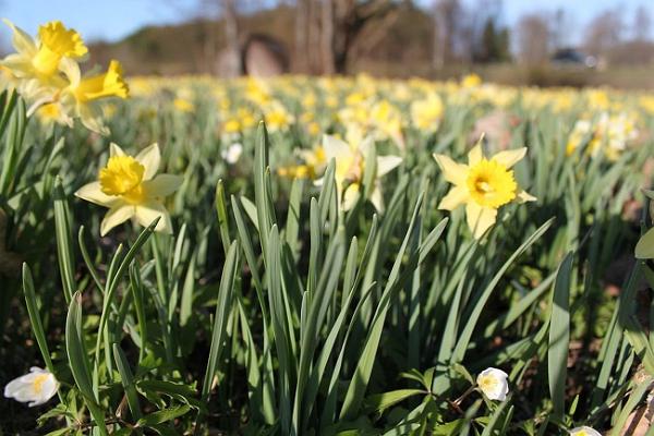 Sookalduse daffodil field