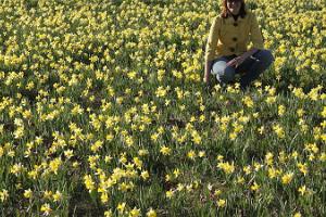Sookalduse daffodil field