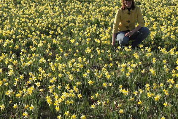 Sookalduse daffodil field