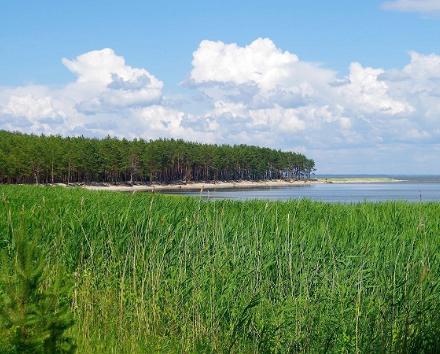Geschmackserlebnisse auf der Insel Saaremaa, Wacholdersirup