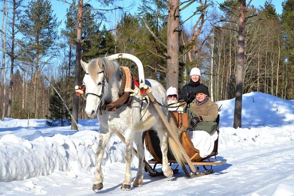 Erlebnisreiche Pferdeschlittenfahrt im märchenhaften Wald der Burg Varbola 