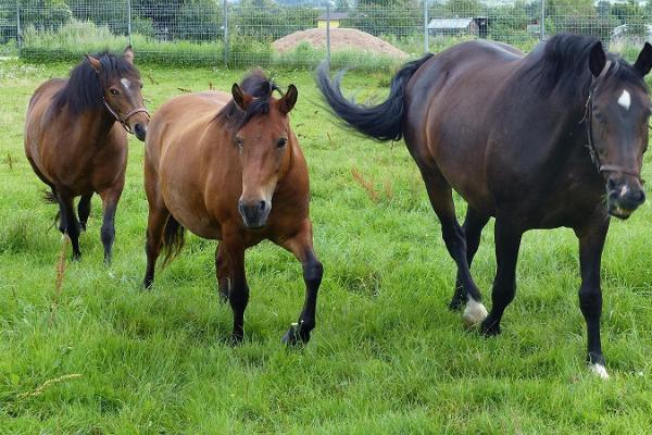 Estlands Jordbruksmuseums hästar på åkermark