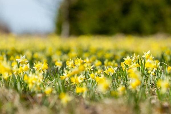 Sookalduse daffodil field