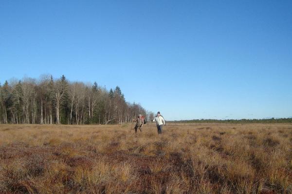 Iiripillisaare bog hike