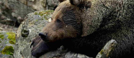 Places and tours for seeing brown bears in Estonia