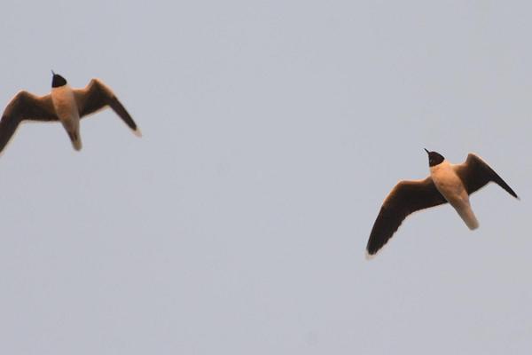 Vogel- und Wildtierbeobachtung im Nationalpark Matsalu mit Führer