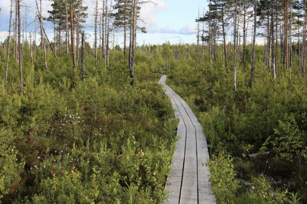 Nature study trail in Pääsküla bog
