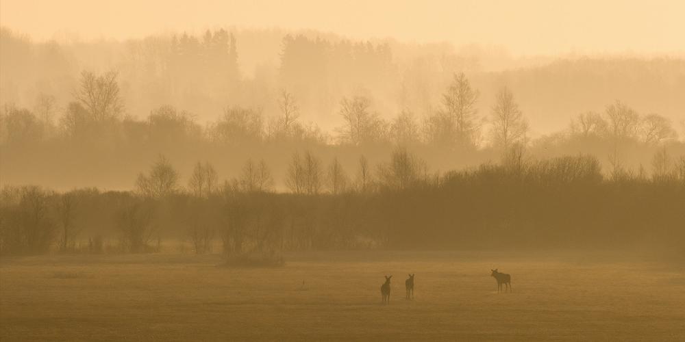 Travel the path of a nature film