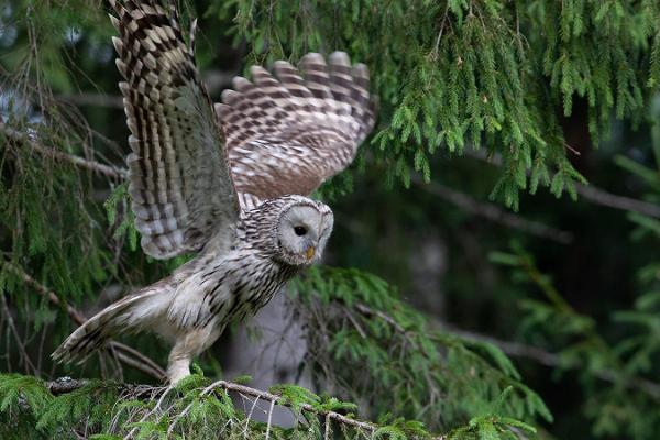 Linnuvaatlus koos kogenud saatjaga Lääne-Eesti rannikul