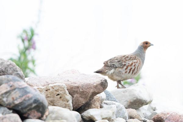 Bird-watching with an experienced guide on the coast of Western Estonia
