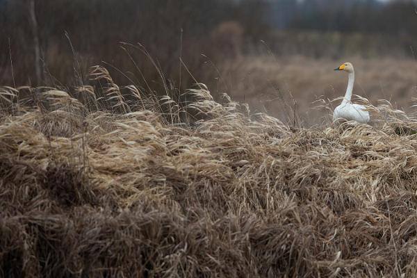 Putnu vērošana kopā ar pieredzējušu pavadoni Rietumigaunijas piekrastē