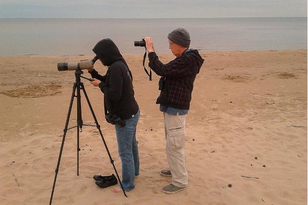 Birdwatching with an experienced guide on the coast of Western Estonia